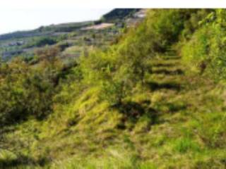 Terreno agricolo all'asta a tregnago via saline