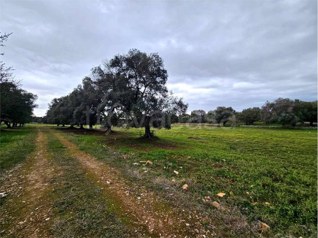 immagine annuncio 6 di 14