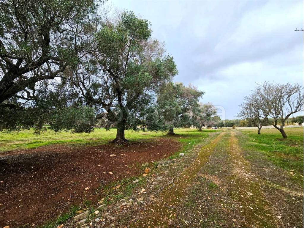 immagine annuncio 8 di 14