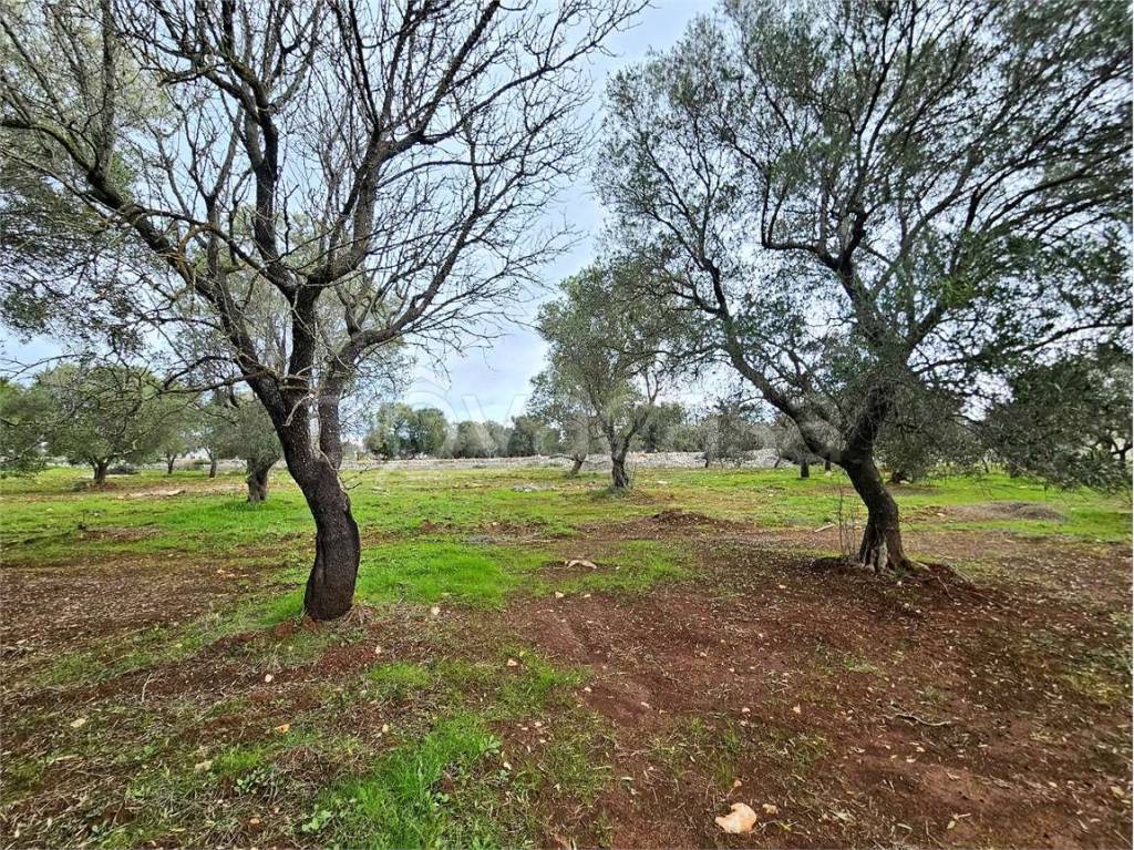 immagine annuncio 9 di 14