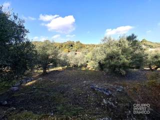 Terreno agricolo in vendita a cisternino contradamonti, cisternino