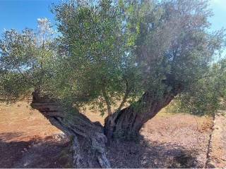 Terreno residenziale in vendita a carovigno 