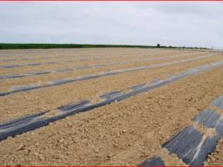 Terreno agricolo all'asta a pachino sp6