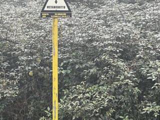 Terreno agricolo all'asta a gallicano via della rena