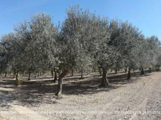 Terreno agricolo all'asta a chiaramonte gulfi contrada fegotto, snc