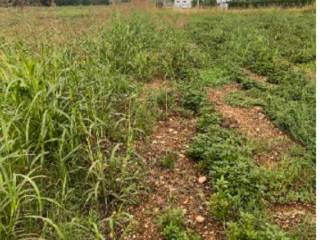 Terreno agricolo all'asta a paese sp79