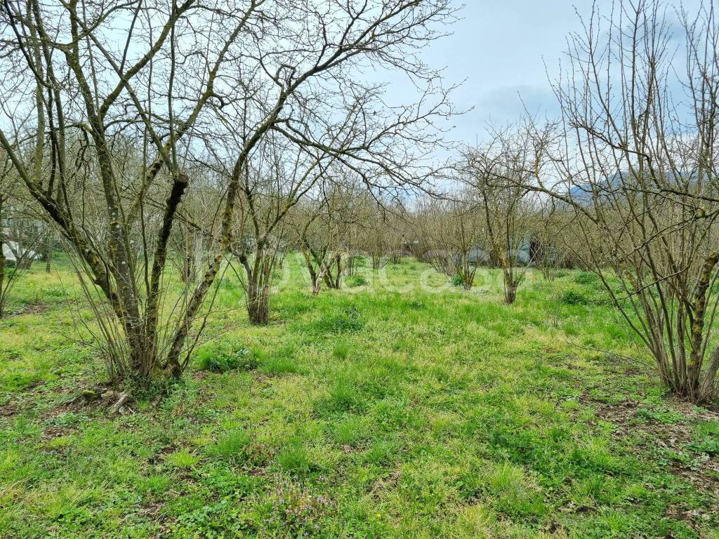 immagine annuncio 4 di 14