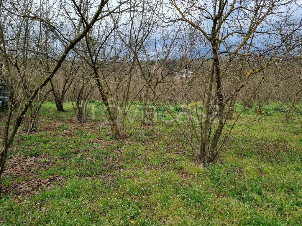 immagine annuncio 7 di 14