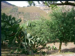 Terreno agricolo all'asta a belmonte mezzagno strada regionale 12