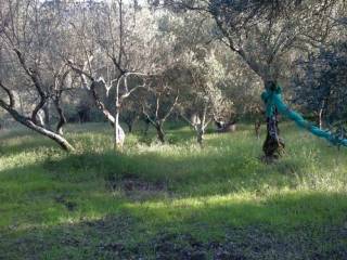 Terreno residenziale in vendita a omignano 