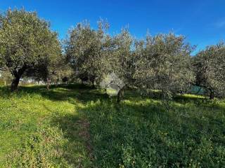 Terreno residenziale in vendita ad albano laziale via dei noccioli, 1