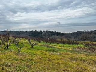 Terreno agricolo in vendita a imola via suore, 11