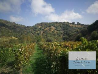 Terreno agricolo in vendita a palizzi palizzi superiore