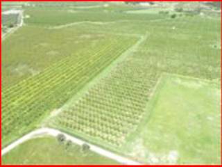 Terreno agricolo all'asta a san lorenzo del vallo strada provinciale 131