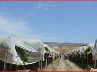 Terreno agricolo all'asta a palma di montechiaro ss115