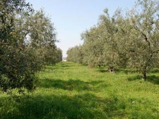 Terreno agricolo in vendita ad acuto 