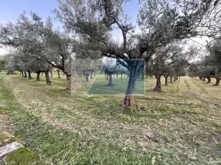 Terreno agricolo in vendita a siracusa c.da carancino