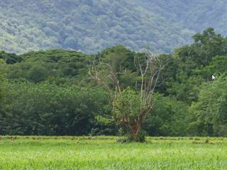 Terreno agricolo all'asta ad asso sp41