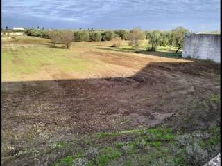 Terreno agricolo all'asta a san ferdinando di puglia località san tommaso