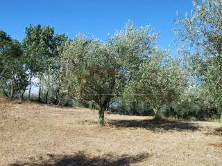 Terreno agricolo in vendita a villaga 