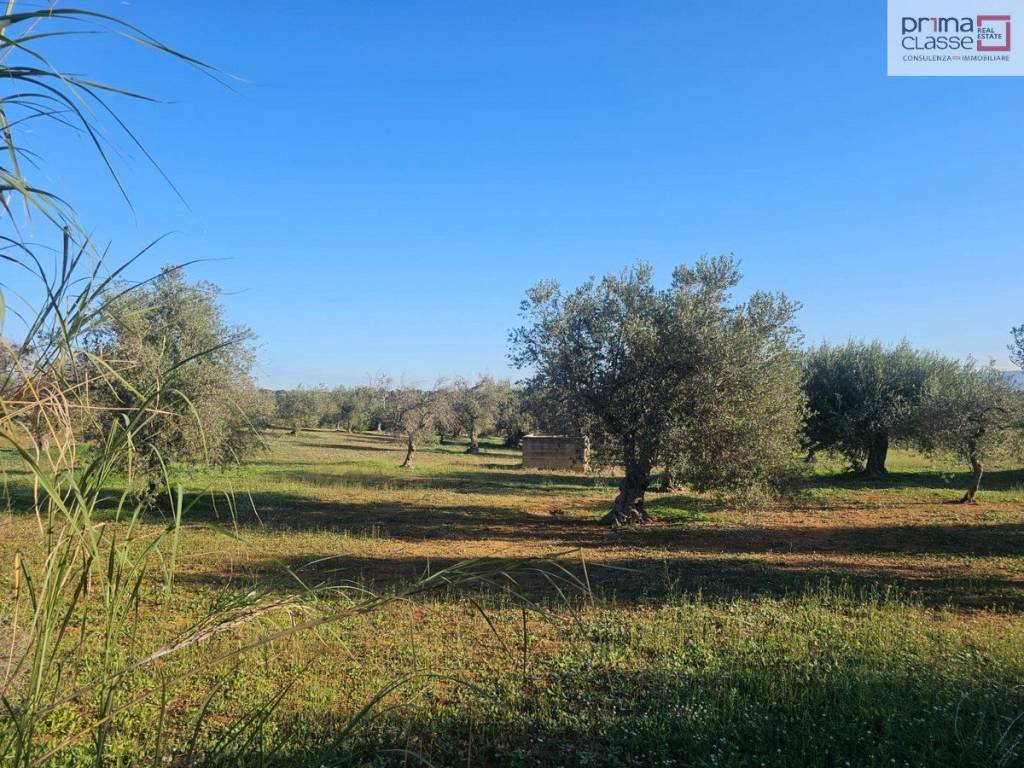 immagine annuncio 3 di 8