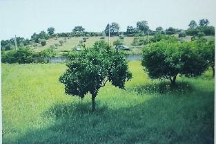 Terreno agricolo all'asta a luzzi sp234, luzzi cs, italia