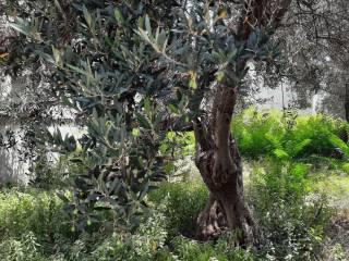 Terreno agricolo all'asta a ortona via giuseppe mazzini