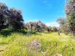 Terreno agricolo in vendita a termoli via degli olmi