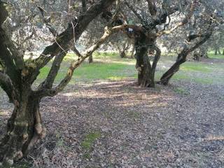 Terreno agricolo in vendita a colognola ai colli via grotta