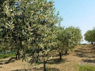 Terreno residenziale in vendita a sennori 