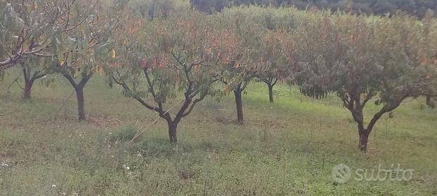 immagine annuncio 5 di 13