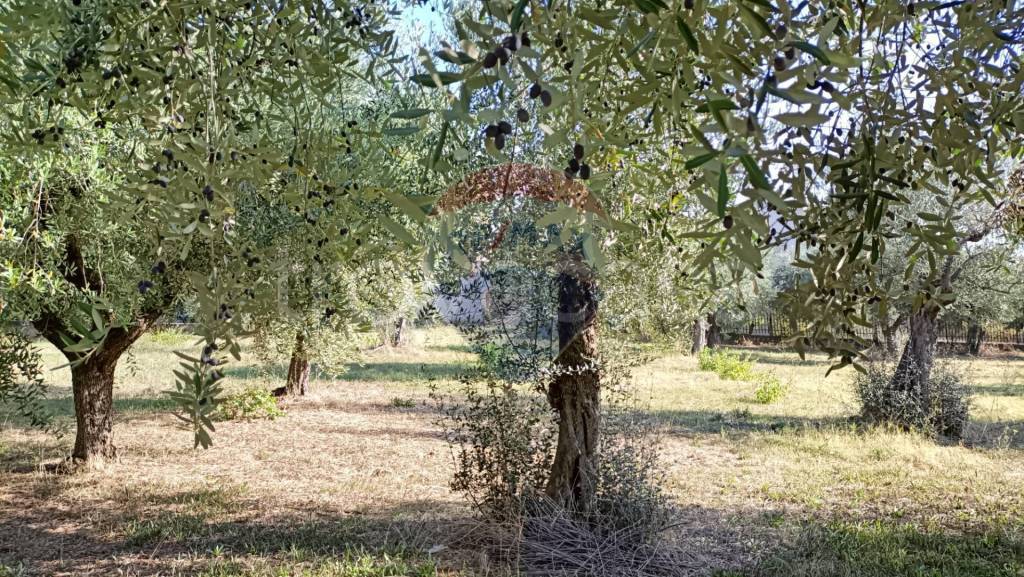 immagine annuncio 7 di 12