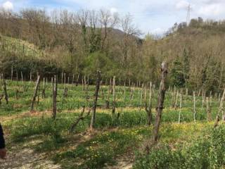 Terreno agricolo all'asta a chianche 83010 chianchetelle av, italia