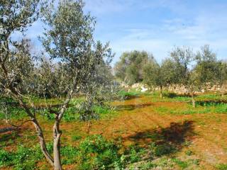 Terreno agricolo in vendita a morciano di leuca strada vicinale serrazzuti