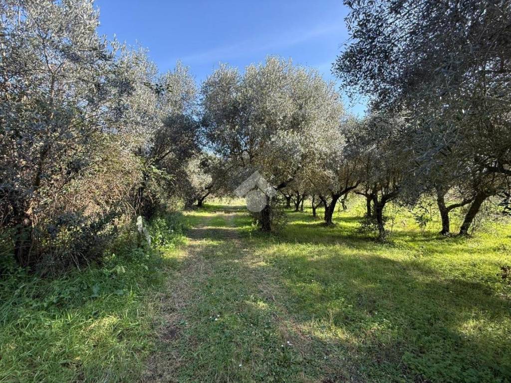 immagine annuncio 2 di 7