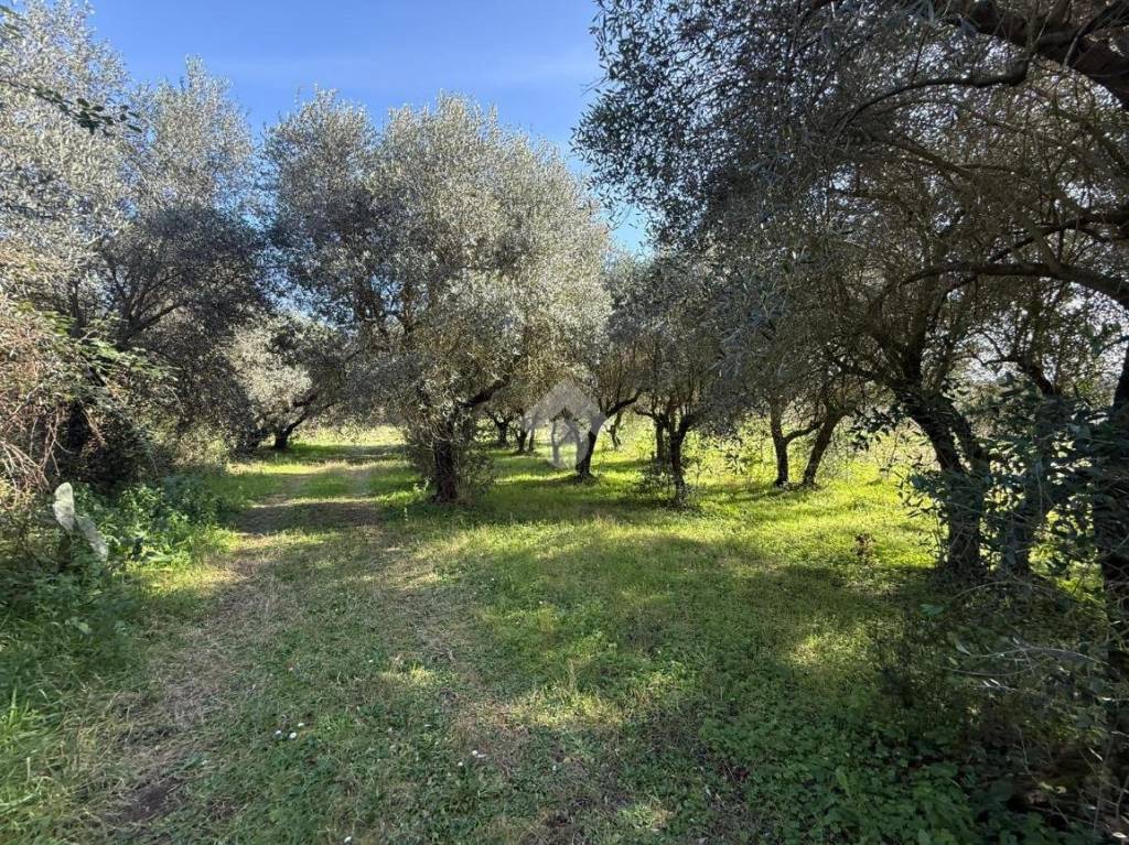 immagine annuncio 3 di 7