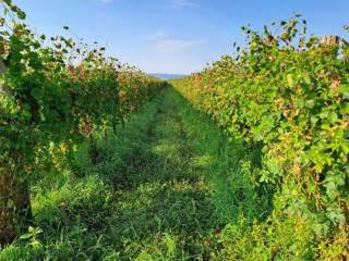 Terreno agricolo all'asta a farra di soligo farra di soligo