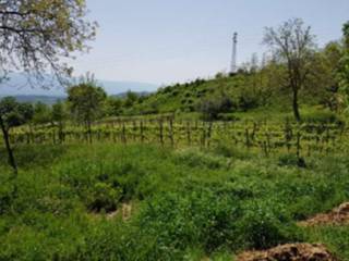 Terreno agricolo all'asta a lattarico via palazzello