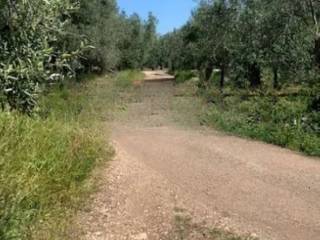 Terreno agricolo all'asta a giovinazzo via bari