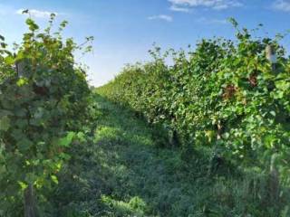 Terreno agricolo all'asta a farra di soligo località farra di soligo