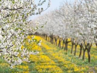 Terreno agricolo in vendita a copparo via massafiscaglia