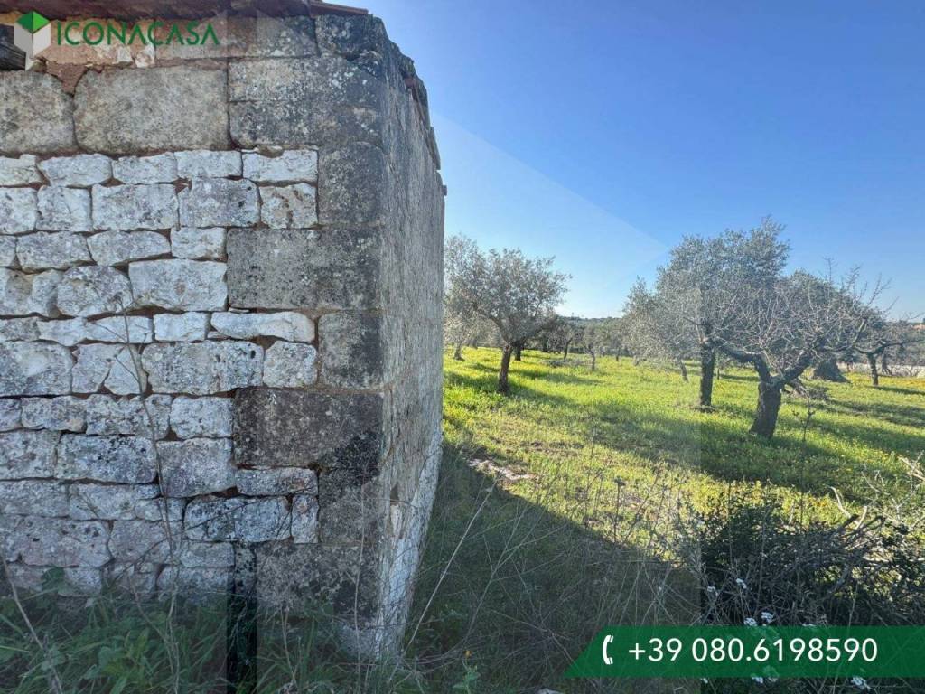 immagine annuncio 3 di 11