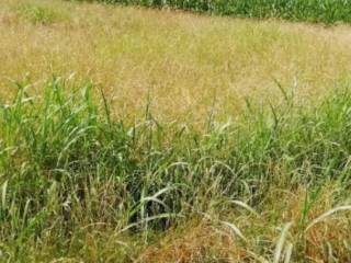 Terreno agricolo all'asta a pinerolo stradale san secondo, 96