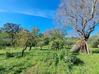 Terreno agricolo in vendita a barbarano romano 