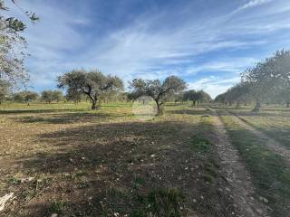 Terreno agricolo in vendita a lucera terreno contrada bastia, 30