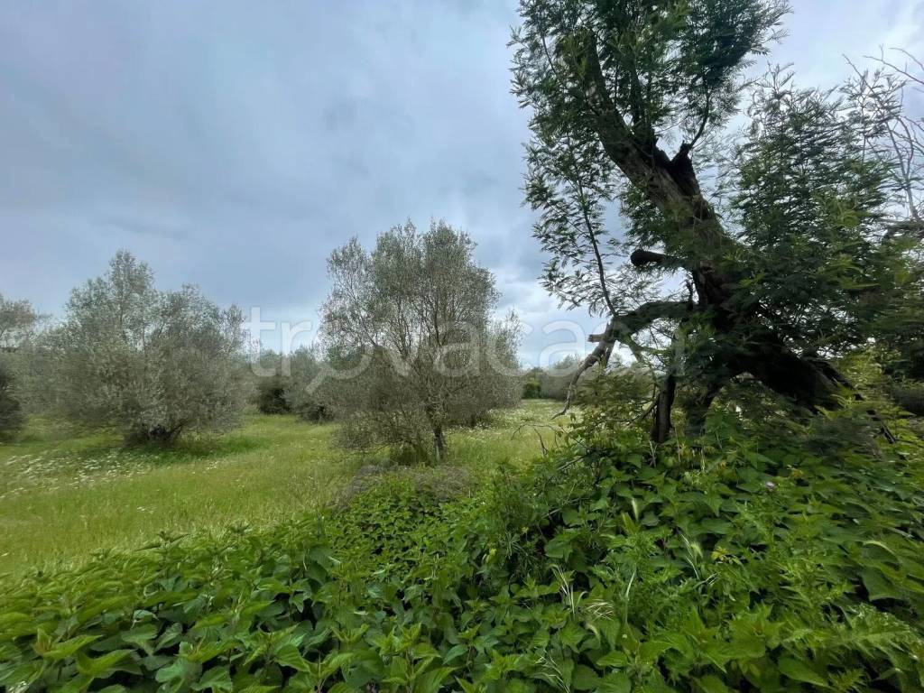 immagine annuncio 3 di 11