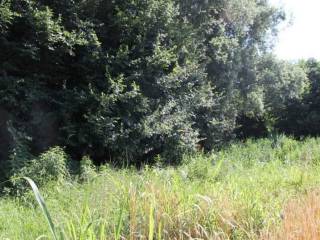 Terreno agricolo all'asta a cava manara via giuseppe garibaldi