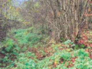 Terreno agricolo all'asta a bassano del grappa via monte caina