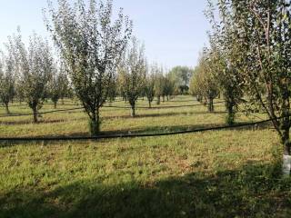 Terreno agricolo in vendita a parma 