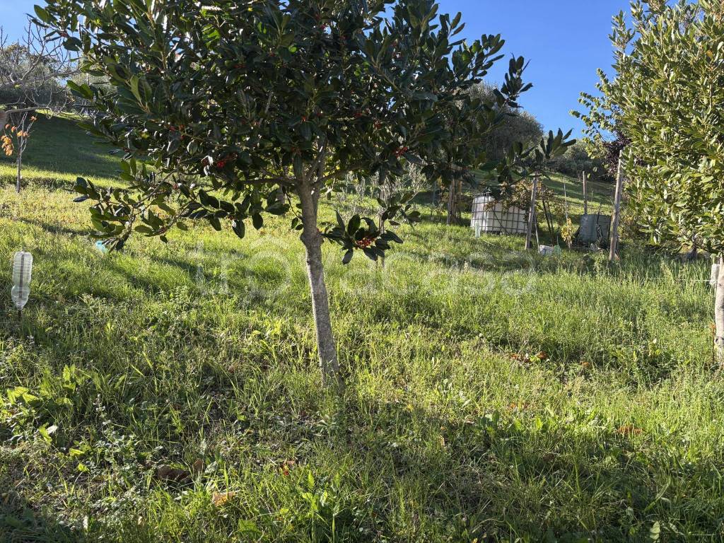 immagine annuncio 9 di 12